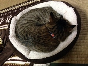 animaruhanimaru-room-2015-02-13T003A283A49-5-thumbnail2.jpg